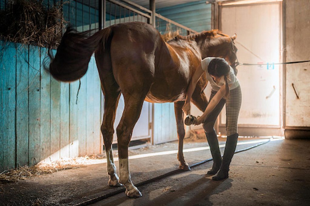 Laminitis in Horse