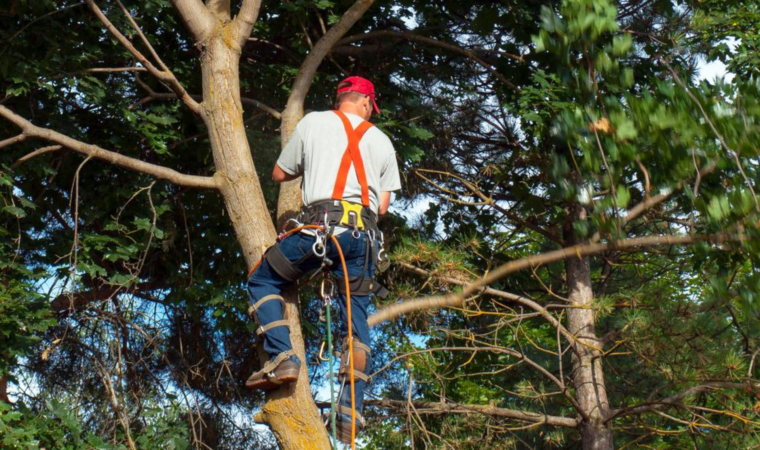 Tree Surgeons Keep Our Urban Environment Healthy