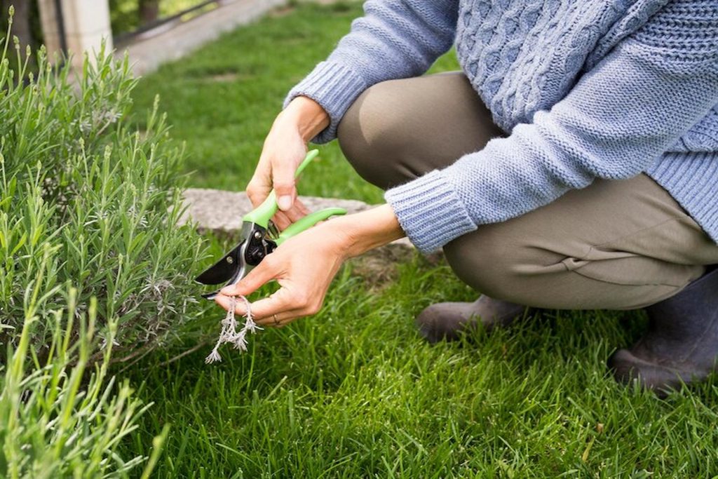 Weed-Free Yard