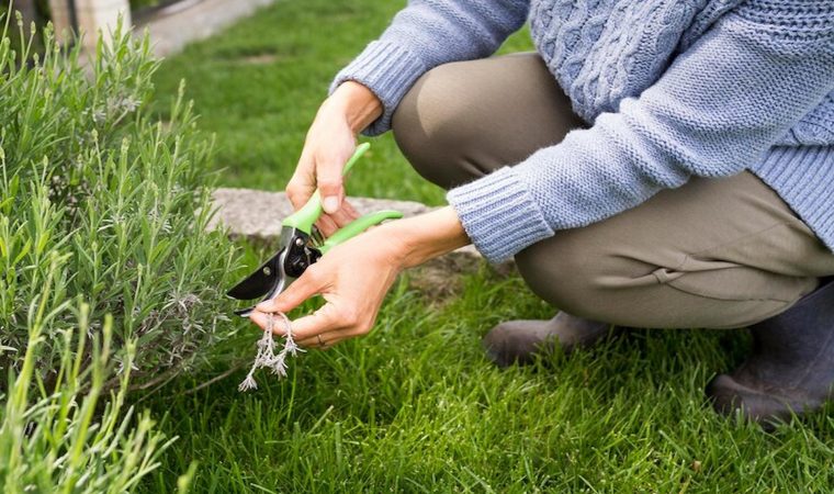 How to Maintain a Beautiful, Weed-Free Yard