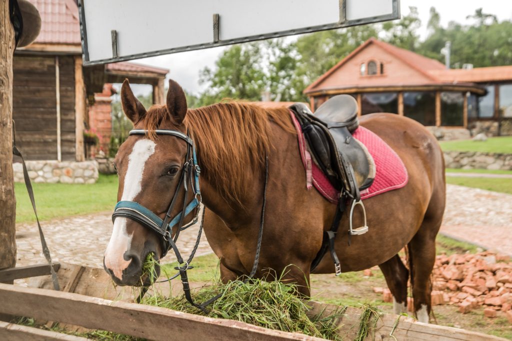 horse feed